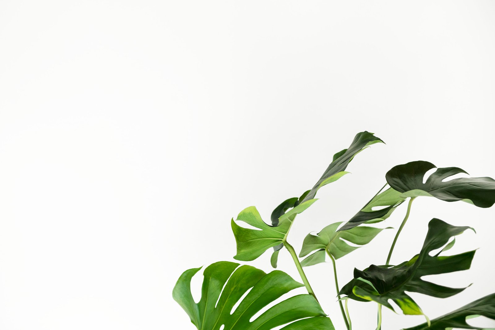 Ambiente naturale e semplice per un metodo di consulenza chiaro e personalizzato